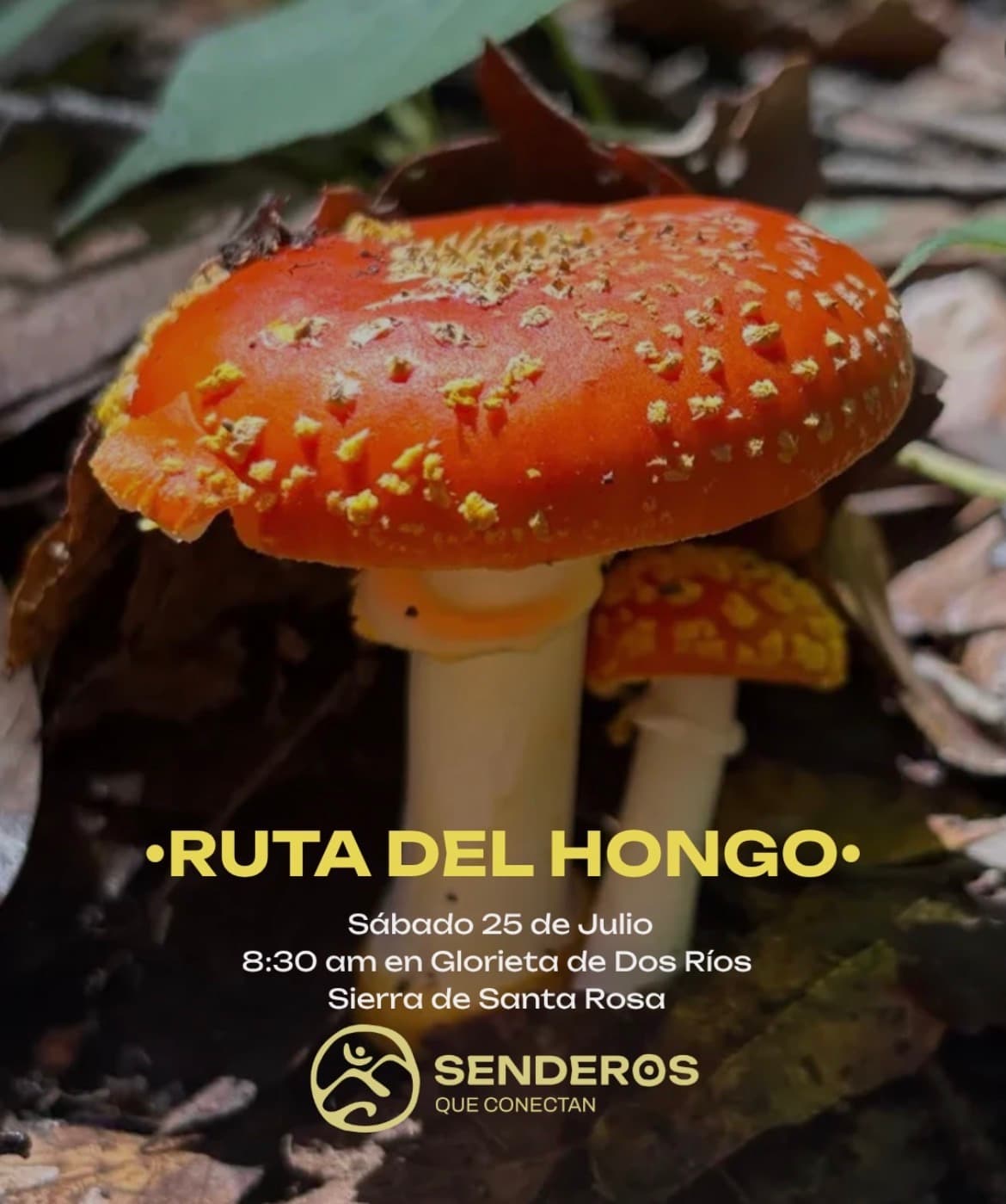 Ruta del Hongo
Guanajuato, MX